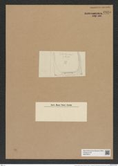 Hemiaulus glacialis Castrac. (de-Toni-Nr.: Genus 117, Species 3397) Zeichnungen Sammlung Grunow Nr. 6825 (NHMW-BOT-W0375674)